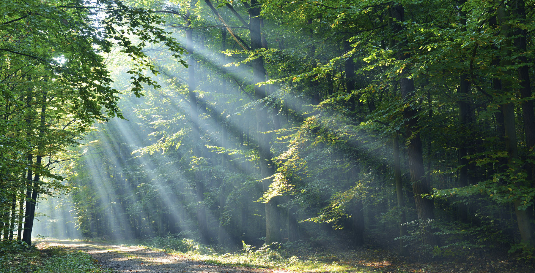 A peaceful woodland path in Sussex